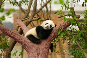 One Day Relax Bus Tour Including Hutong Tour in Rickshaw Panda and Lama Temple