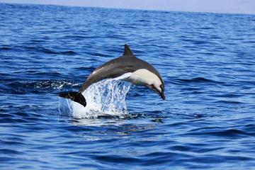 Dolphin Watching Cruise from Puerto Escondido