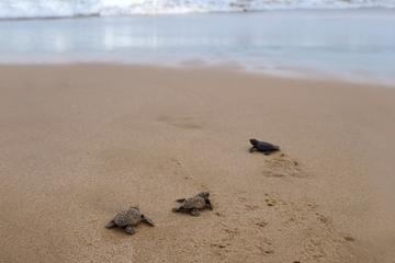 Sea Turtle Release in Puerto Escondido