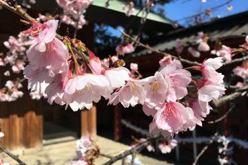 Daytime Hanami (Cherry Blossom Time) With a Local