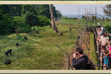 Ngamba Island Chimpanzee Sanctuary in Uganda