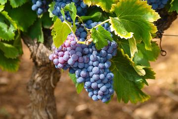Half-day Excursion to Discover Italian Wine Traditions from Lake Garda
