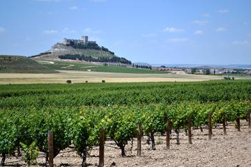 Premium Ribera del Duero wine tour with lunch & hotel pick-up