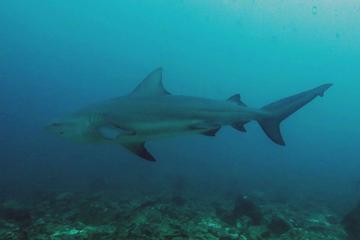 Local 2-Tank Dive in the Gulf of Papagayo