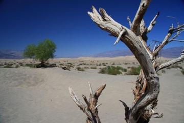 Tagesausflug ins Death Valley ab Las Vegas