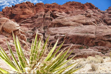 Tur til Red Rock Canyon