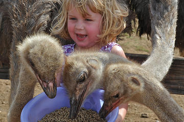 Hato Caves and Ostrich Farm Combo Tour