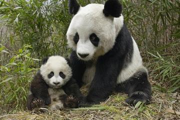 Highlight of Chengdu Private Day Trip: Chengdu Panda Base and Cooking Class in Sichuan Cuisine Museum