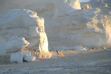 Desert Safari - Baharia Oasis, White desert, and Black desert Tour