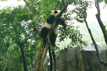 4-Hour Giant Panda Experience Private Tour With Morning Departure In Chengdu