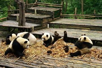 All Inclusive Boutique Tour of Chengdu Highlights