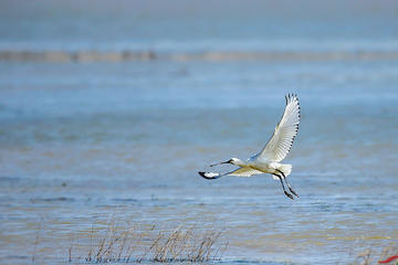 Bird Watching Tour at Nanji Hill Poyang Lake Nature Reserve From Nanchang
