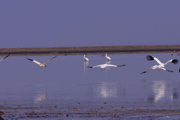 Bird Watching Tour at Wucheng Poyang Lake Nature Reserve From Nanchang