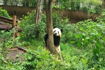 Chengdu Boutique Tour of Panda Holding Experience With Lunch