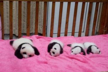 Chengdu Guided Tour: Giant Pandas and Shu Culture Museum