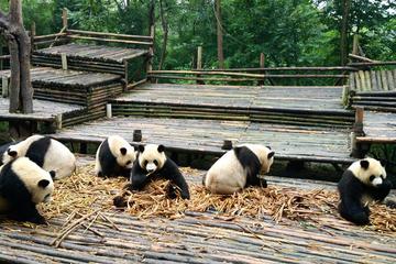 Everything Panda Private Day Tour in Chengdu