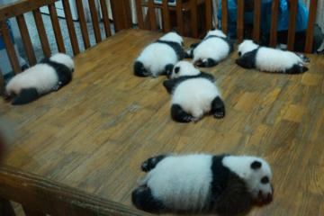 Giant Panda Hometown and Taoist Mountain Discovery From Chengdu