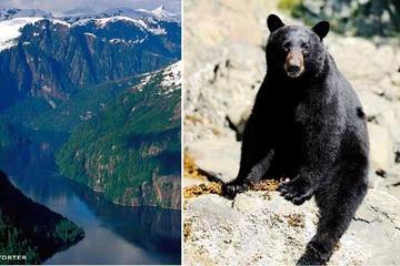 Prince of Wales Bear Viewing