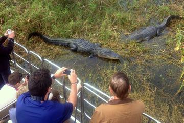 Florida Everglades Airboat Tour and Alligator Encounter from Orlando