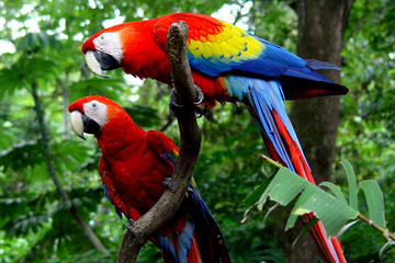 Carara National Park from Jaco