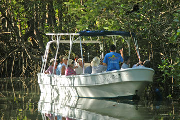 Damas Island Mangrove Tour from Quepos