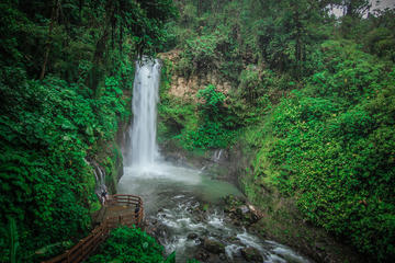 Doka Estate and La Paz Waterfalls Gardens from San Jose