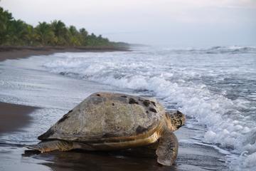 Tortuguero National Park