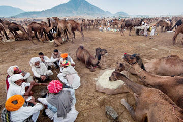 13-Day Pushkar Photo Expedition from Delhi