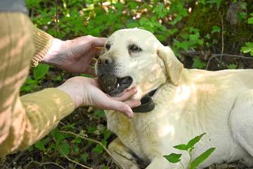 Truffle tour