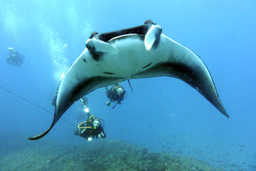 Half-Day Diving in Sal