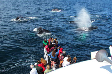 Full-Day Trip to Plimoth Plantation, Whale Watch Tour from Boston