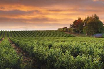 Round-Trip Private Transfer from Auckland to Zealong Tea Estate