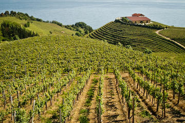 Full-Day Private Basque Country Wine and Cheese Tasting Tour from San Sebastián