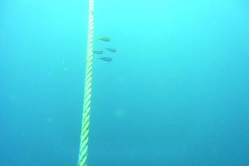 Dive and get to know the Natural Park of Arrabida