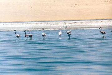Day private Small group tour Tour to Fayoum Oasis from Cairo or Giza hotel