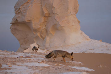 Overnight Camping at the White and Black Desert Bahareya oasis from Cairo
