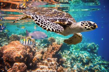 Tulum Turtles Swim and Snokel Tour from Cancun