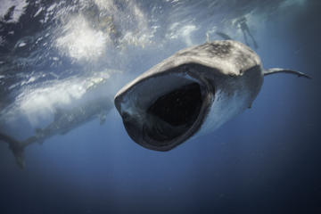 Whale Shark Adventure