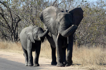 Kruger National Park - 1 Day (Open Vehicle)