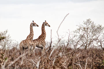 Kruger National Park - 2 Days (Open Vehicle)
