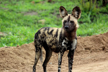 Kruger National Park - 3 Days (Open Vehicle) - Rondawels
