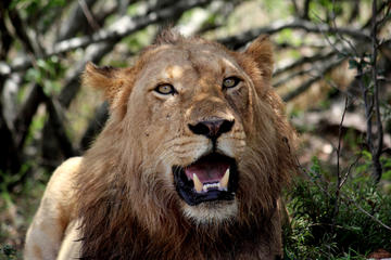 Kruger National Park - 3 Days (Open Vehicle) - Tent Camping