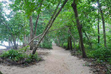 Cahuita National Park and medicinal plants