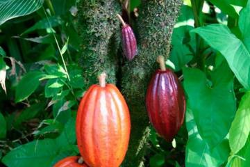 Chocolate Tour and Cahuita National Park from Limon