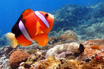 Full-Day Island-Hopping Tour from Bali