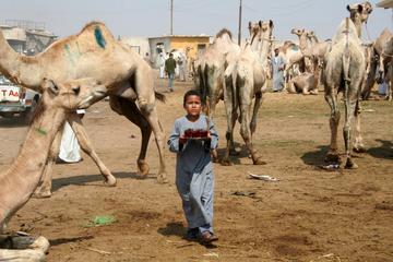 4 Hours tour to Birqash Camel market