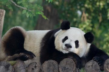 Private Tour: Volunteer for a Day at Dujiangyan Panda Rescue Center from Chengdu