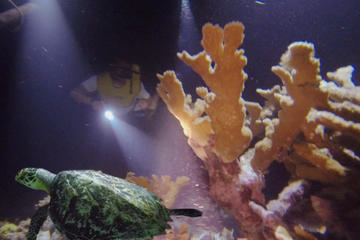 Night Snorkeling in Cancun