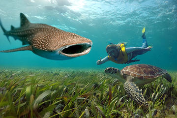 Whale shark and sea turtle swimming in Cancun