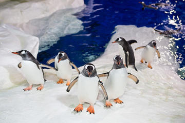 24hr Hop On Hop Off Pass & Kelly Tarlton's SeaLife Aquarium Express Entry